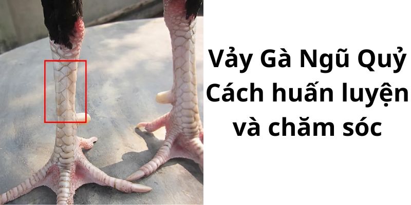 Cá cược bida - Cách bước tham gia đặt được