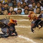 Trải nghiệm ấn tượng cho người chơi đam mê cược chiến kê