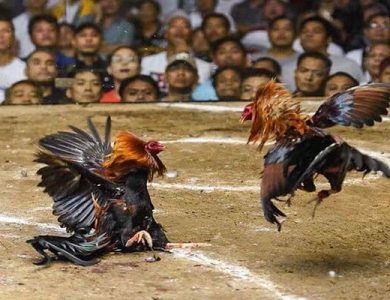 Trải nghiệm ấn tượng cho người chơi đam mê cược chiến kê