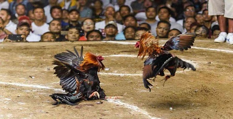 Trải nghiệm ấn tượng cho người chơi đam mê cược chiến kê