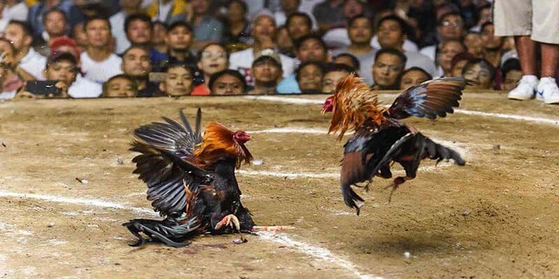 Trải nghiệm ấn tượng cho người chơi đam mê cược chiến kê