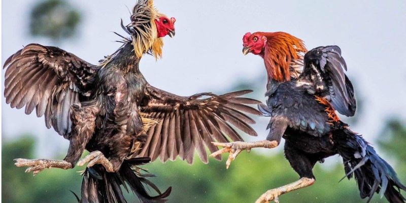 Trực tiếp chất lượng cao, sắc nét cho người chơi yêu thích